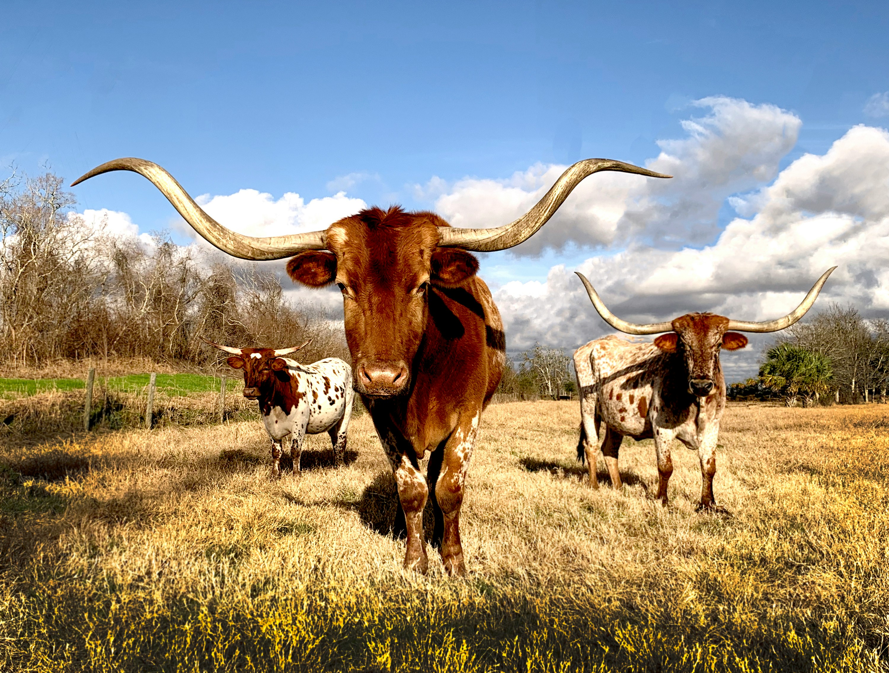 Texas longhorn in a field. Photo credit Vivian Arcidiacono